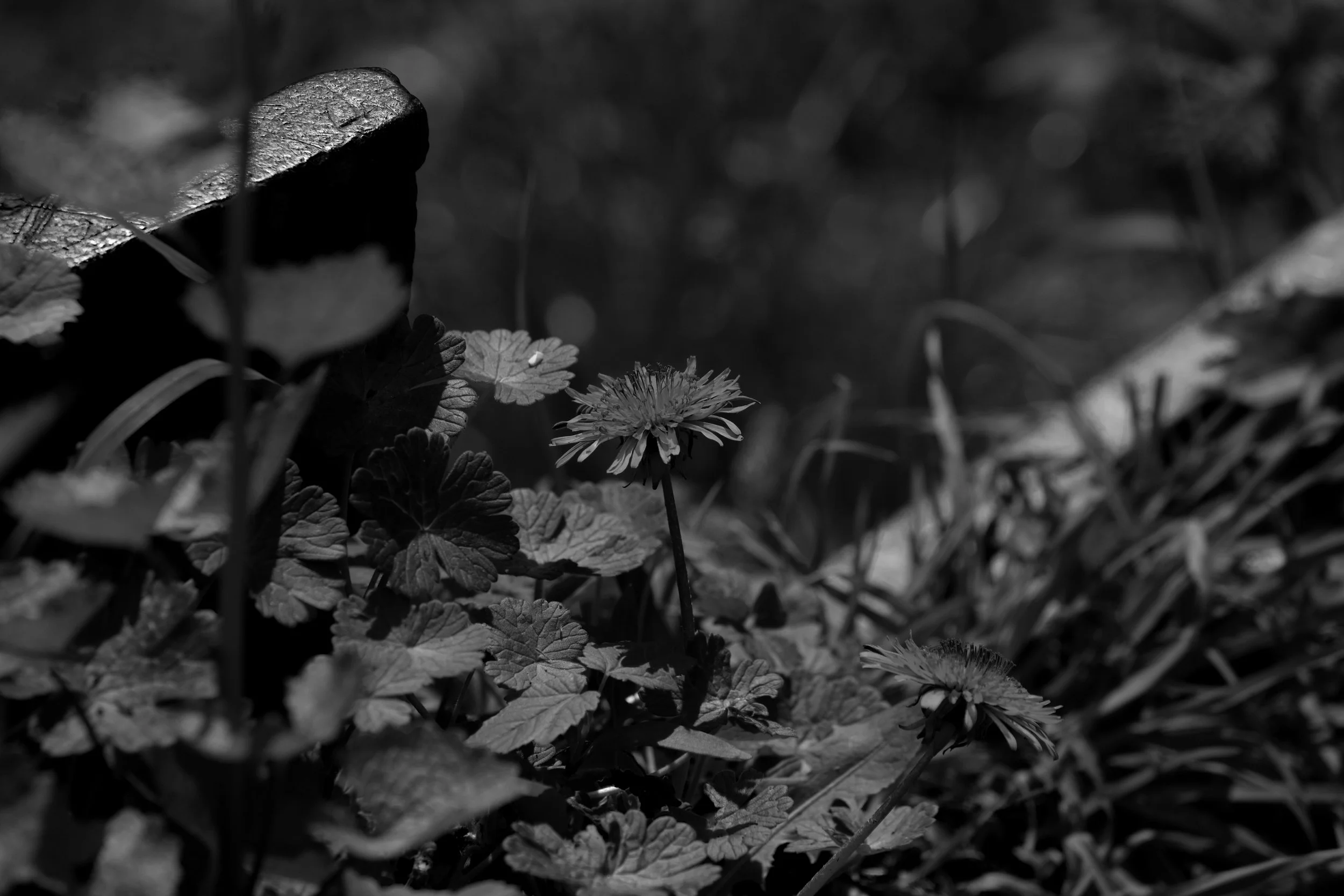 _DSC6041 copy BW.jpg