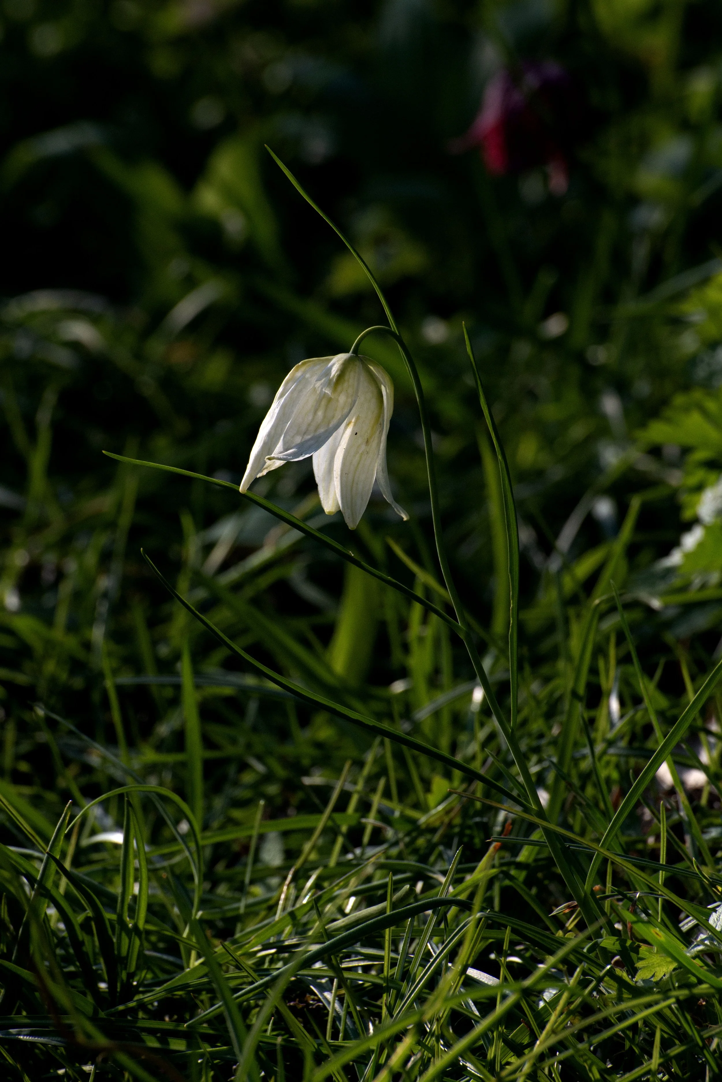 _DSC5596 copy.jpg