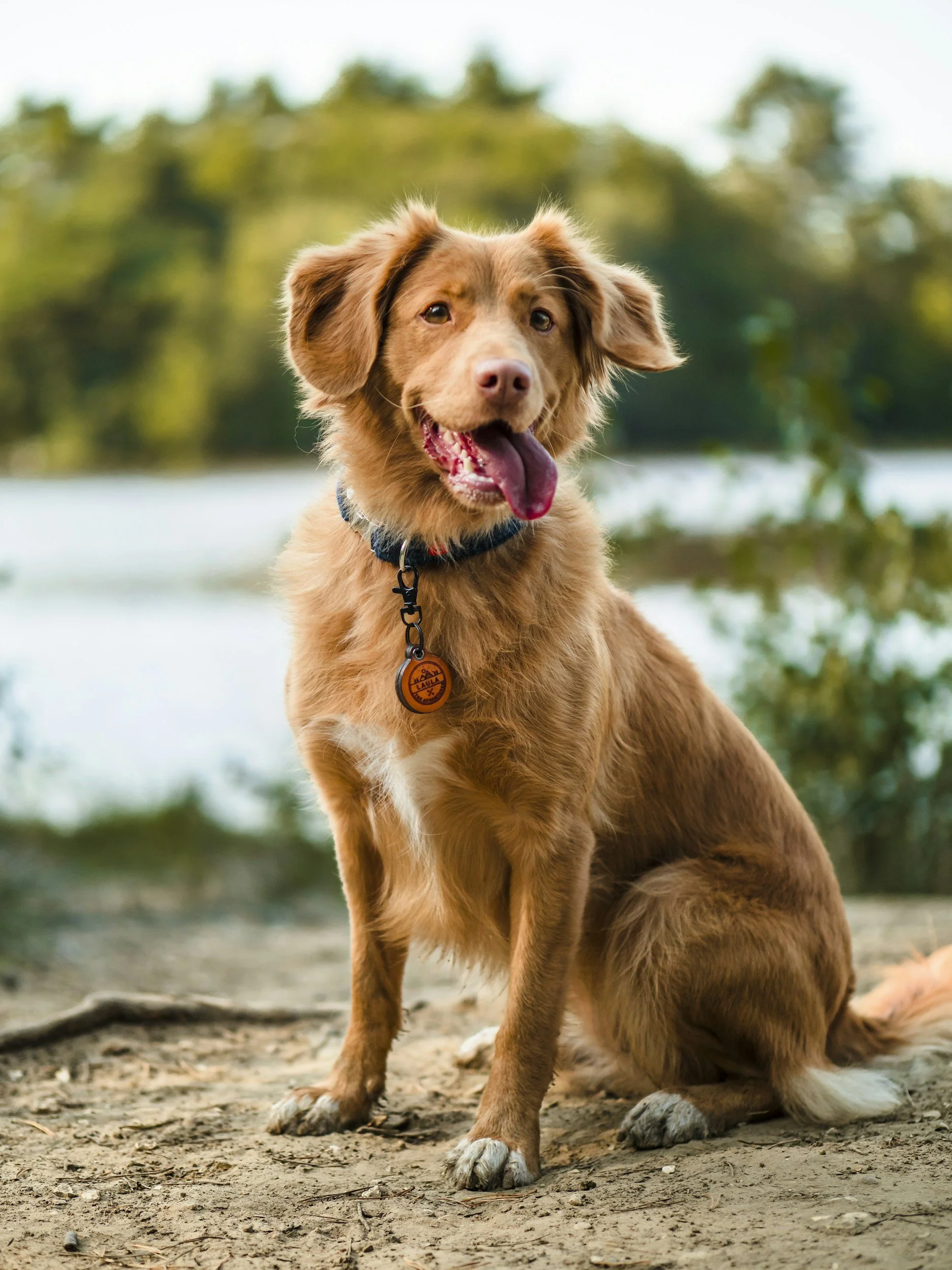 Sittende brun hund med hengende ører, gult halsbånd og tungen ut, ute ved en elv med trær i bakgrunnen.