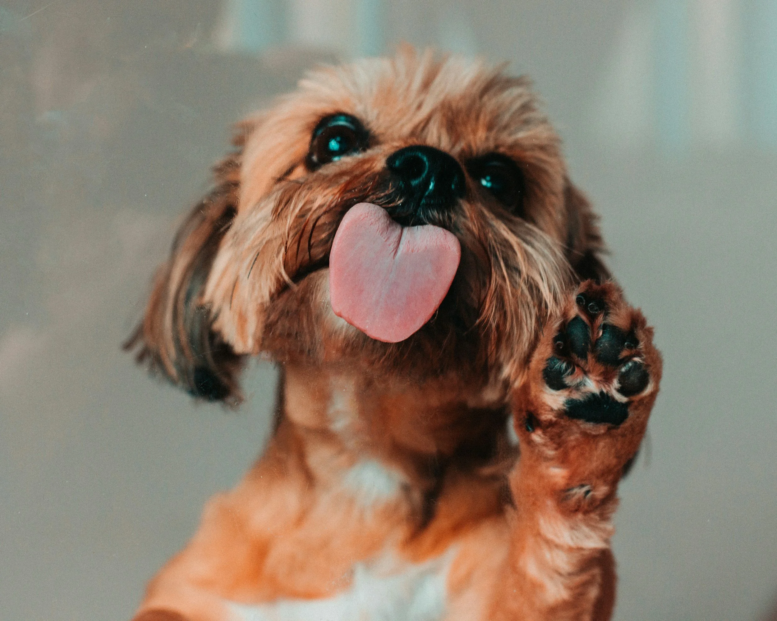 Nærbilde av en liten hund som holder tunge ute.