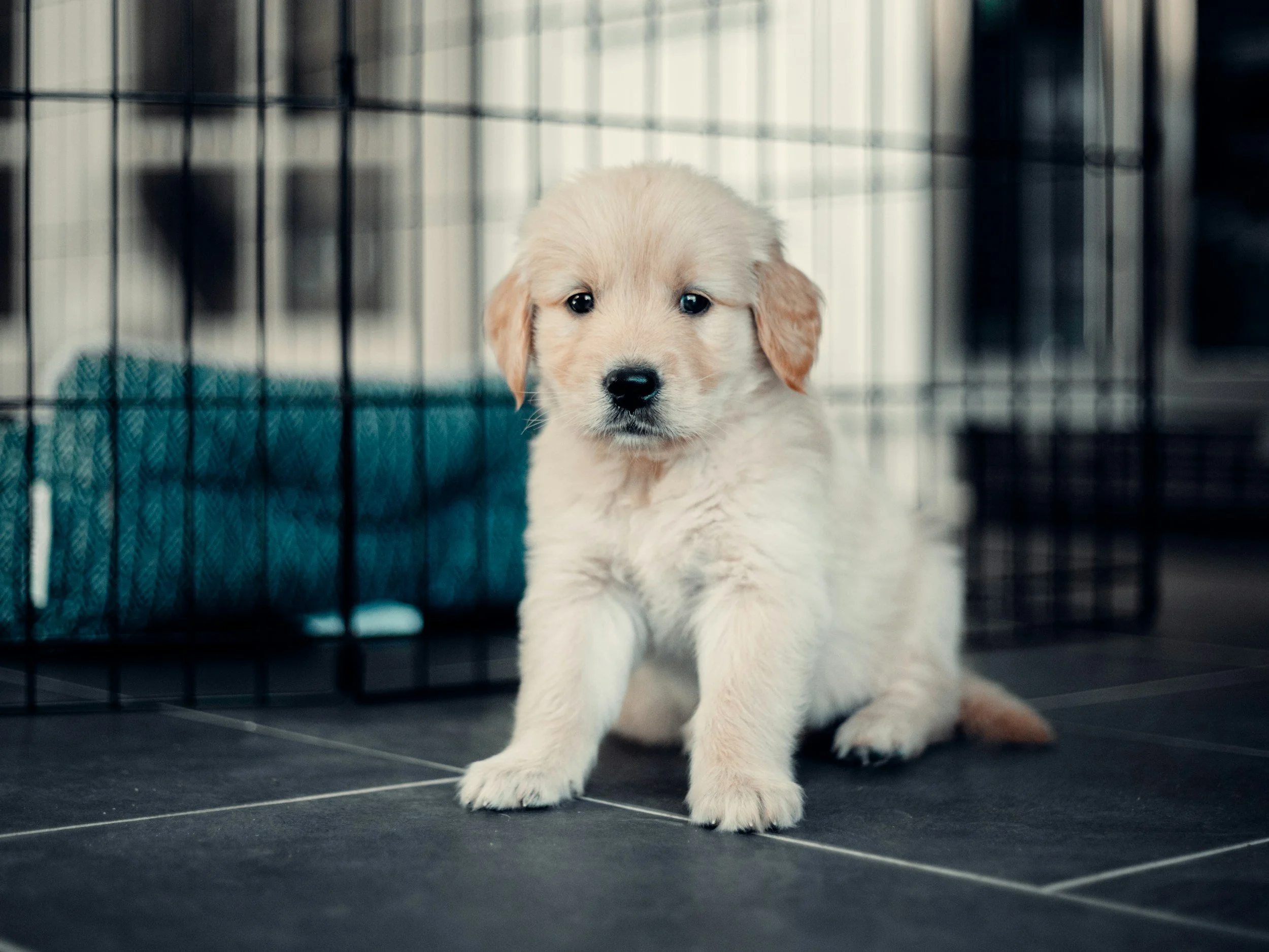En valp med lys pels som sitter på gulv med svarte fliser, inne i et bur eller en kennel, med et blått teppe i bakgrunnen.