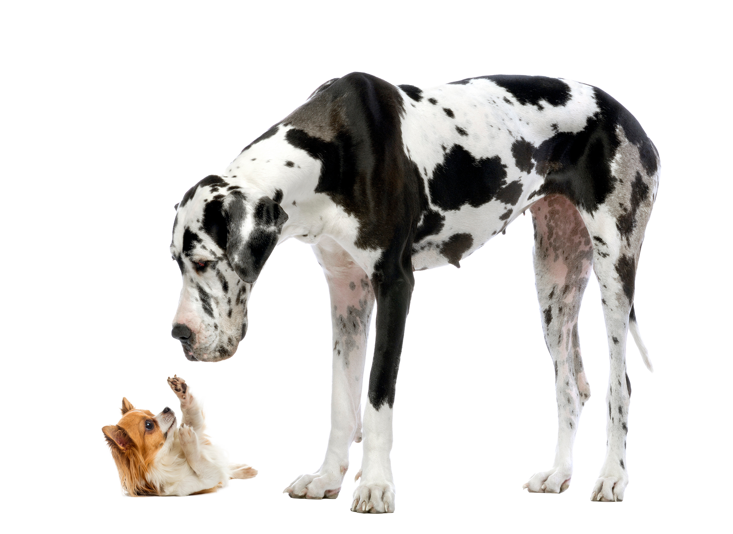 En stor dalmatiner-hund som står og bøyer hodet ned, en liten chihuahua-hund ligger på gulvet og ser opp mot hunden.
