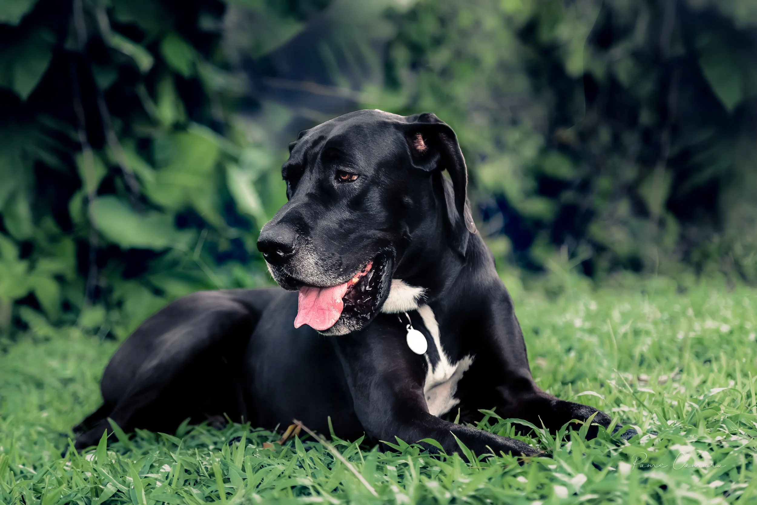 Svart og hvit hund som ligger på gress i en park med grønt løvverk i bakgrunnen.