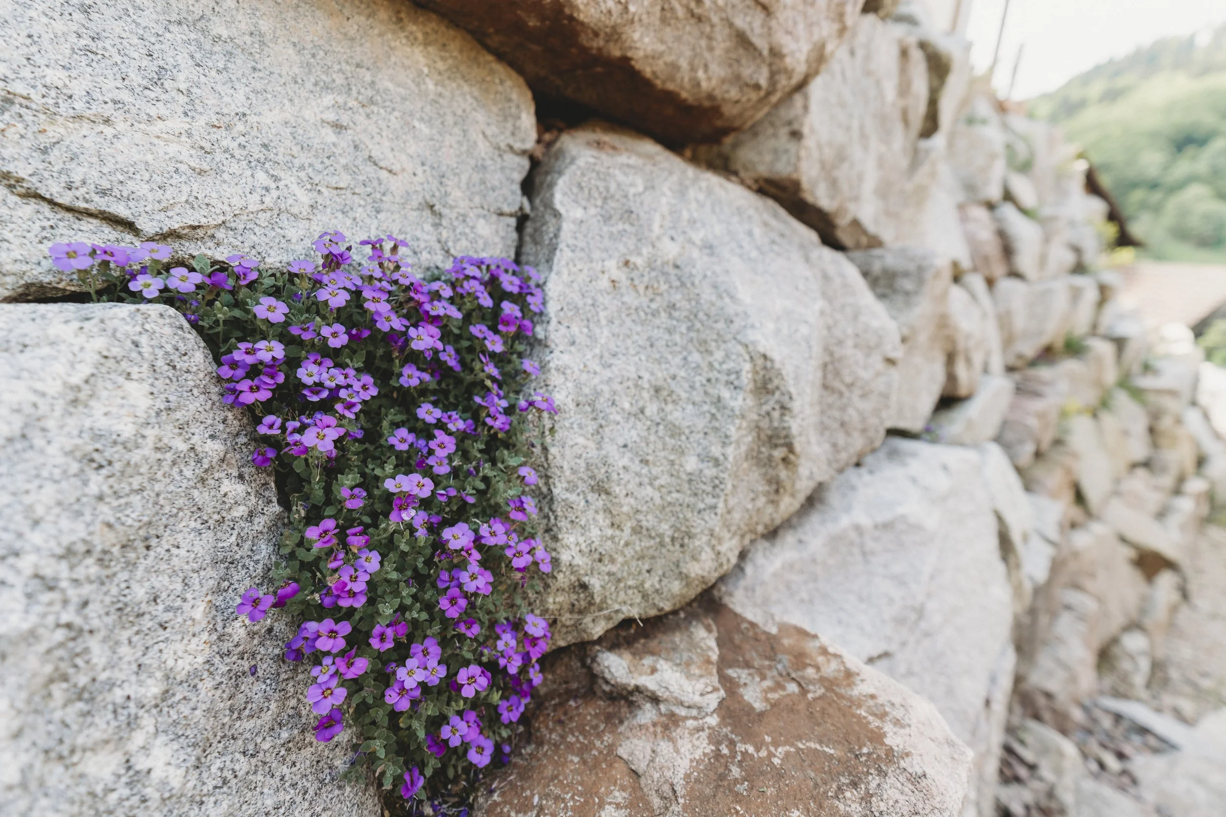 Lila Blumen wachsen zwischen Steinen in einer Mauer.