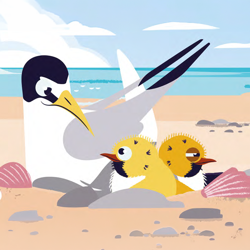 A hand drawn illustration of a little tern and its chick in a scrape on the beach. The colours are soft and pastel.