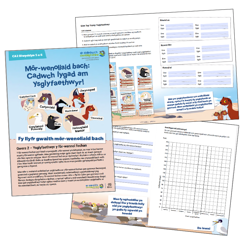 An Image of the Little Tern predators book for year 5 and 6 - Welsh language version. It shows on the cover the common predators of the little tern and has information about what they will learn. 