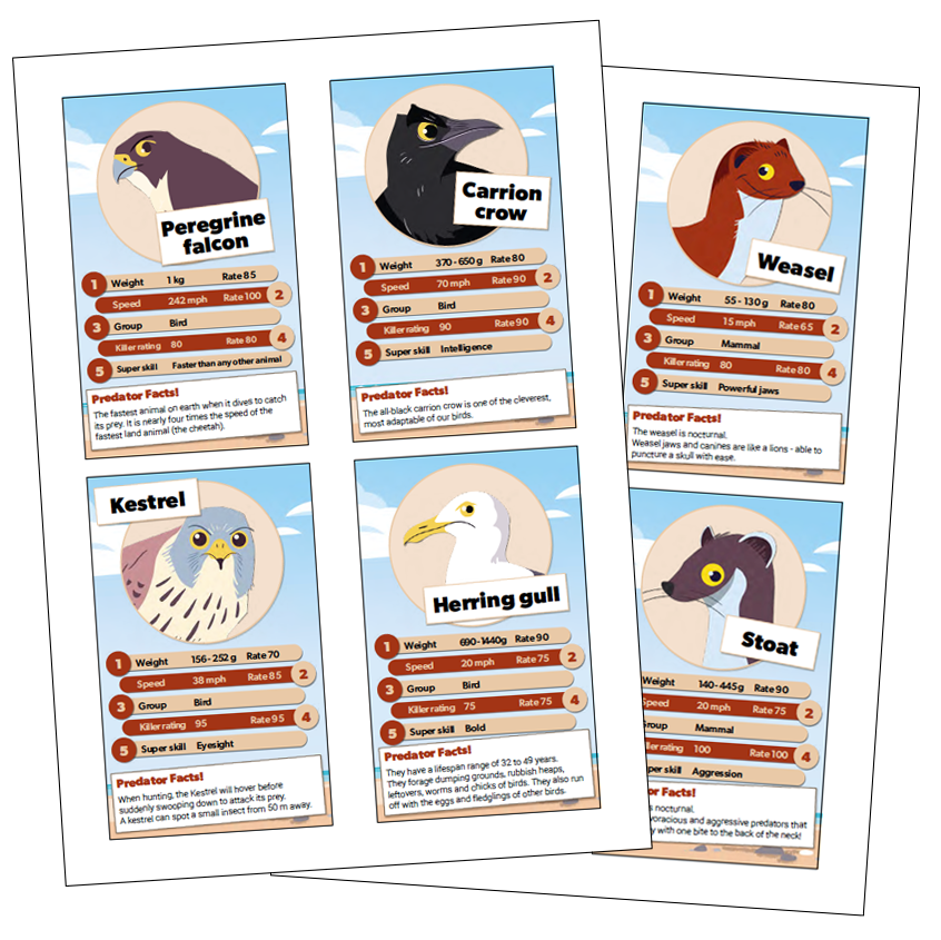 An image of the little tern top trump cards featuring the top predators. This shows a perrigrine falcon, carrion crow, weasel, kestrel, herring gull and a stoat