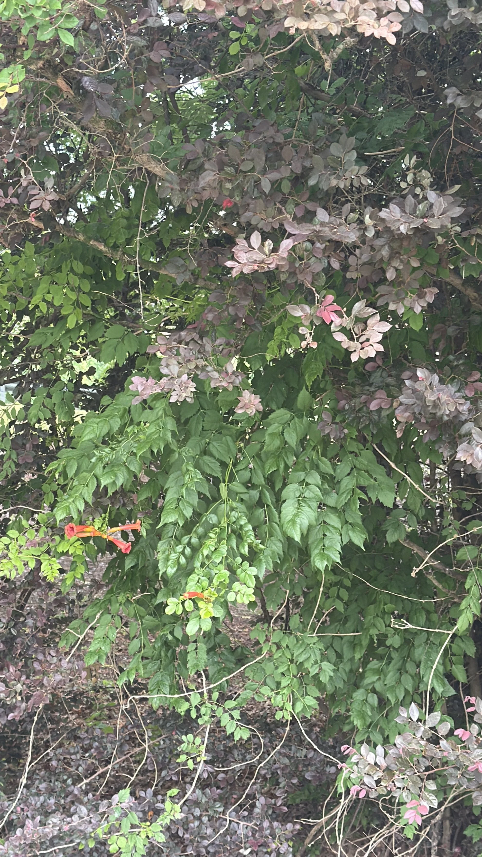 IMG_2373.jpeg