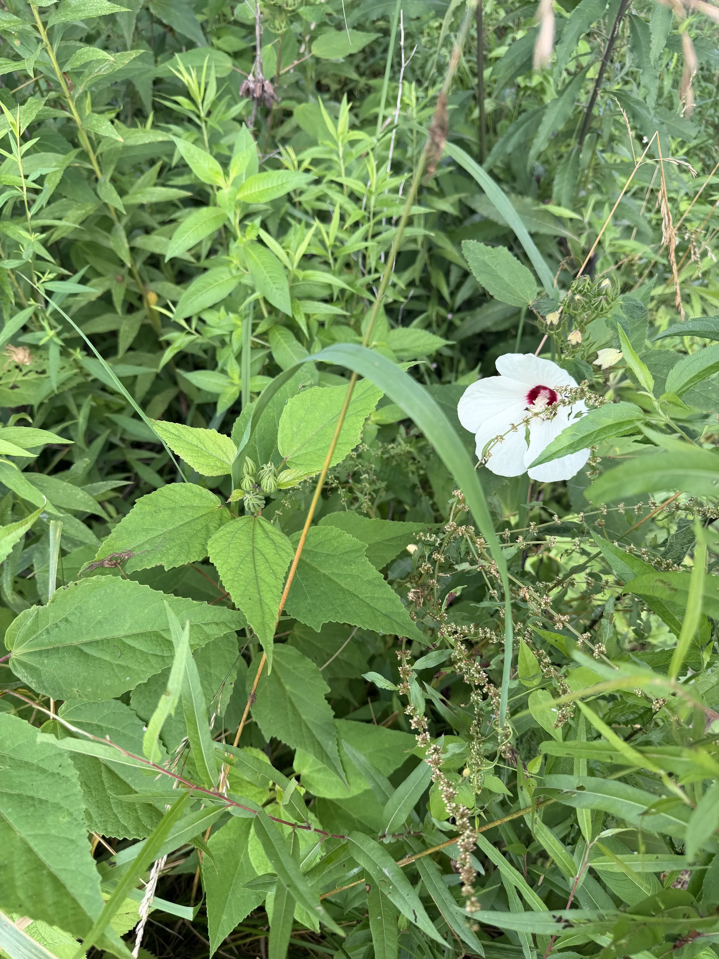 IMG_2523.jpeg