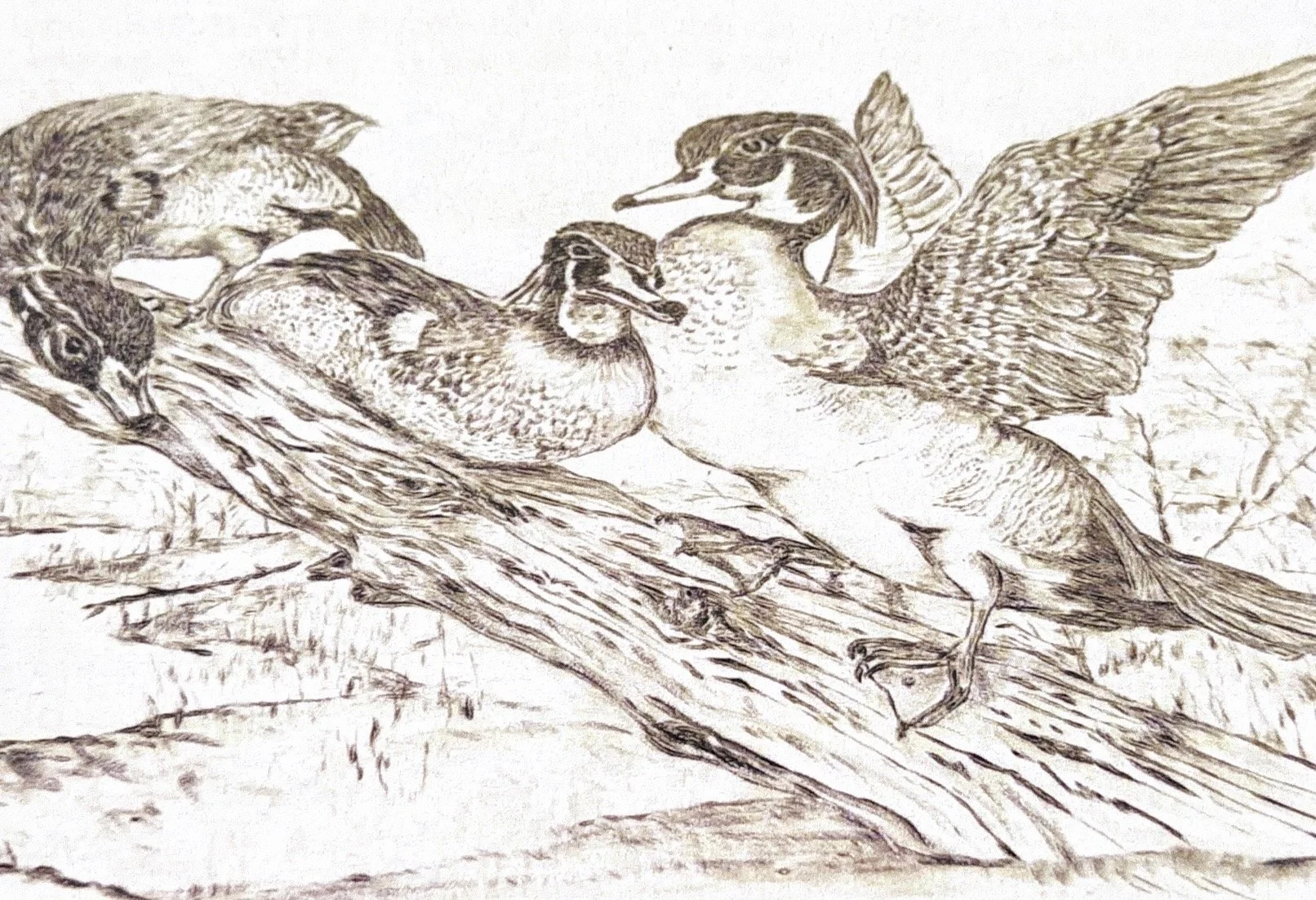 Birds of a Feather