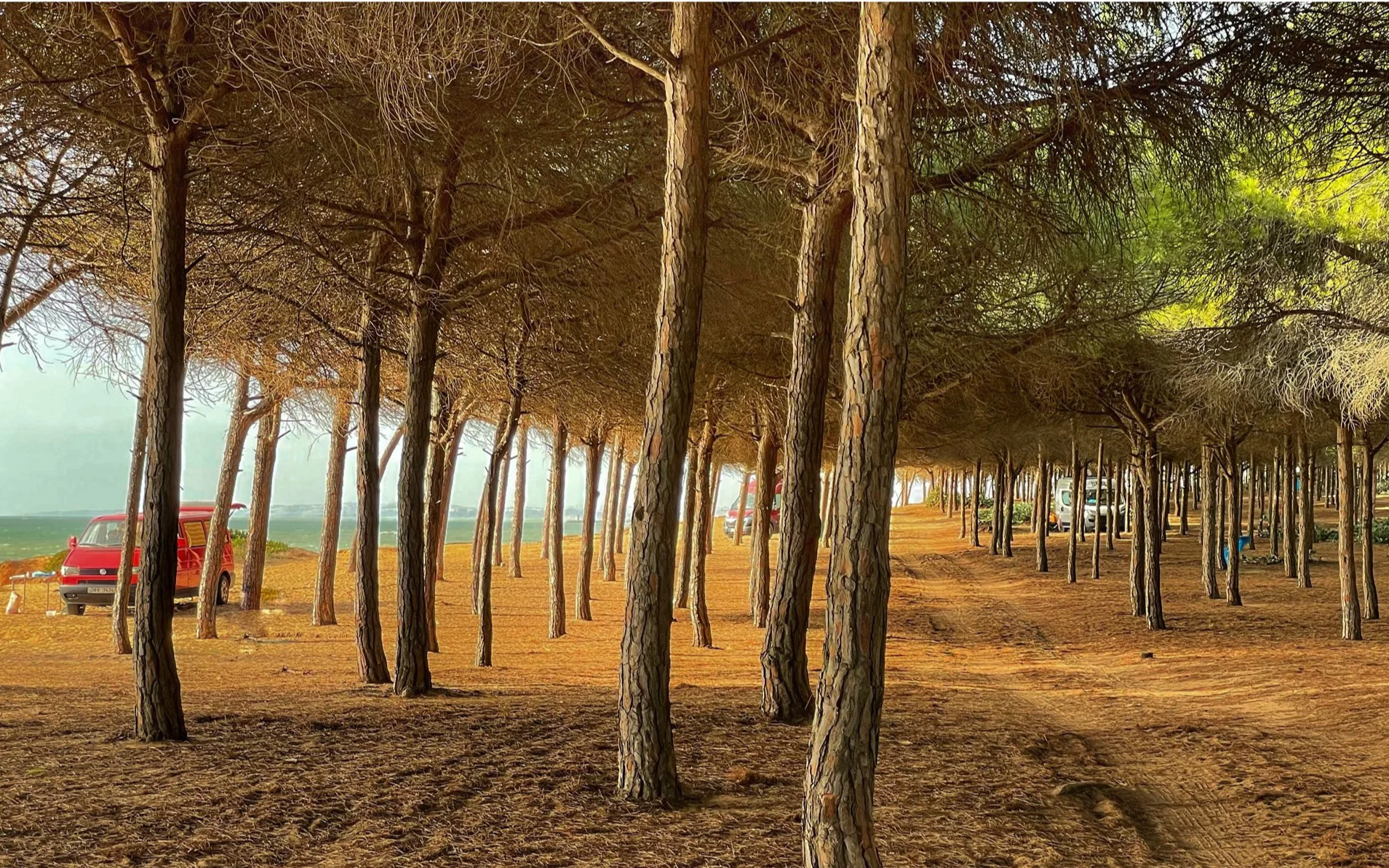 A film and photo location in Portugal from walnut films, Row of tall trees with brown bark lining a sandy path, with parked cars visible in the background.