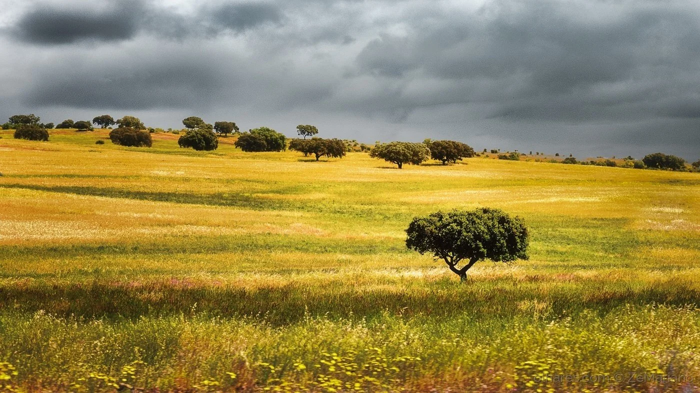 A film and photo location in Portugal from walnut films, A landscape of rolling fields with scattered trees and dark storm clouds overhead.