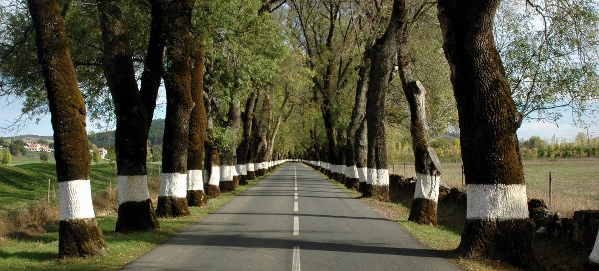 A film and photo location in Portugal from walnut films, A rural road lined with trees on both sides, with the lower parts painted white. The clear sky and distant buildings are visible in the background.