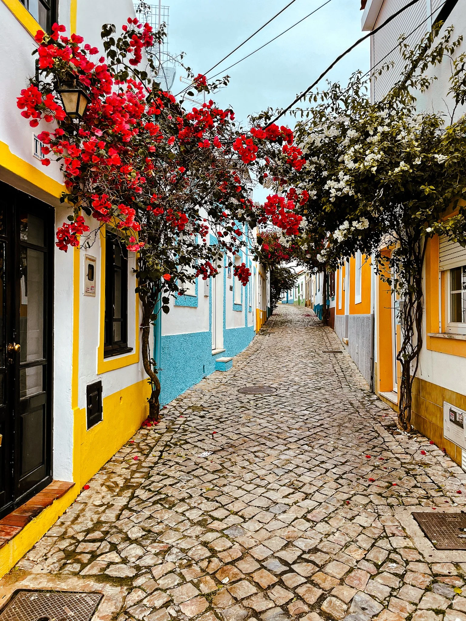  A film and photo location in Portugal from walnut films, A narrow cobblestone street lined with colorful houses, with red and white flowering plants growing over trellises and an overhead wire, characteristic of a quaint, historic neighborhood.