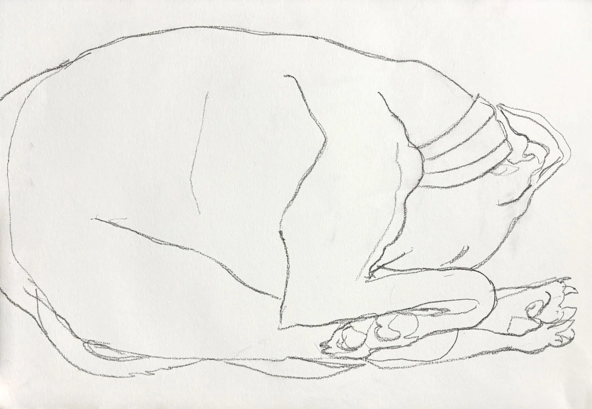  "Dog Yoga"   Graphite on paper  A4 