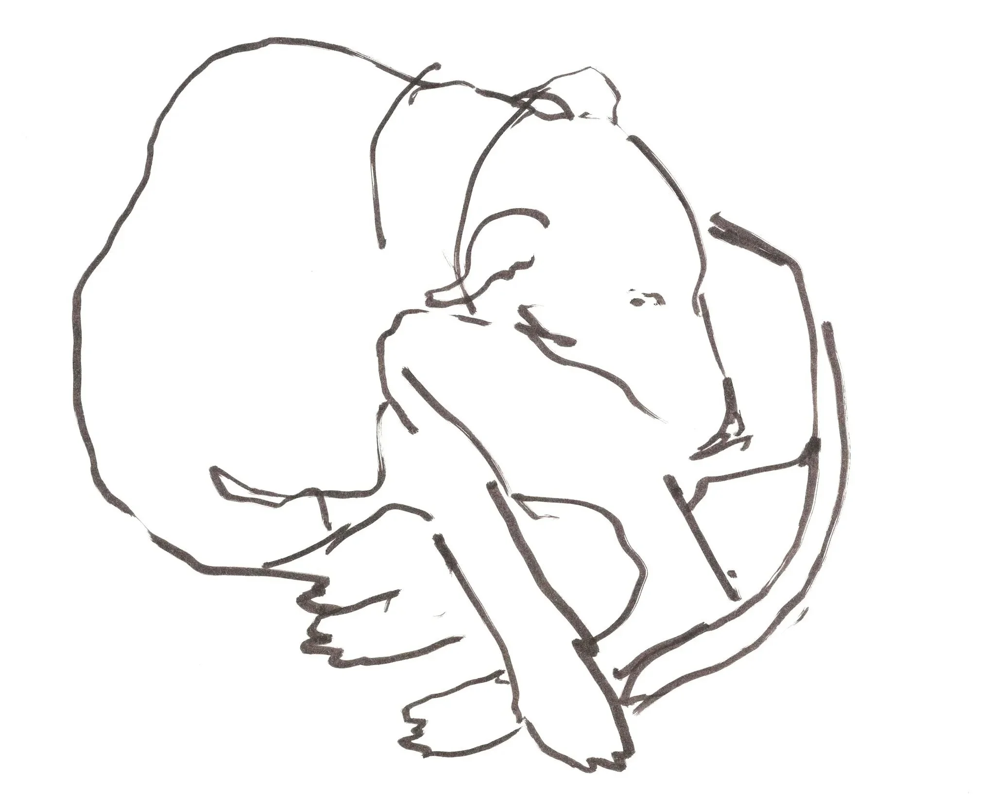 Dogs