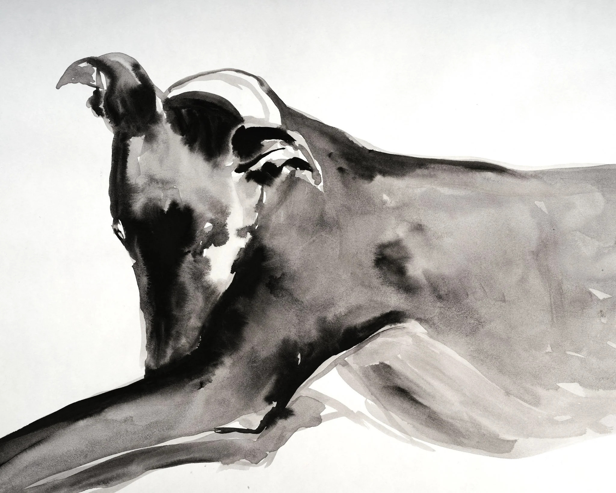  "Velvety Hound"  Ink on paper  A3 SOLD