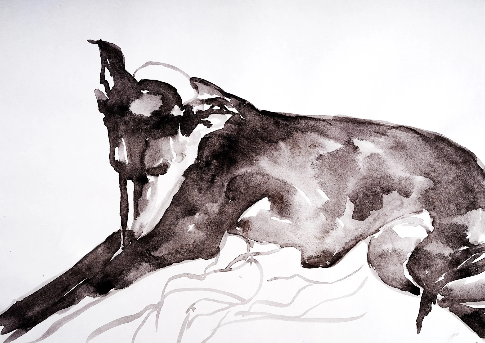  "Bashful Hound"  Ink on paper  SIZE 