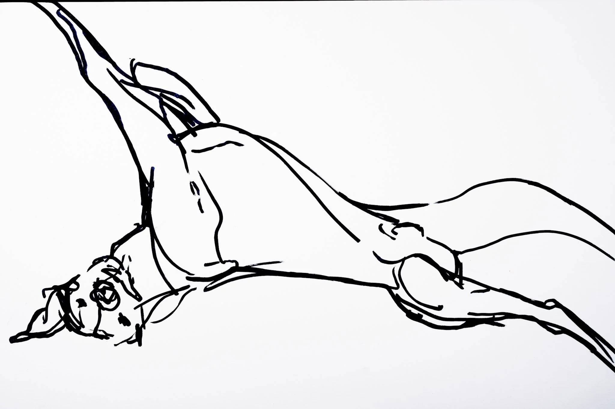  "Roaching"   Ink on paper  A3 