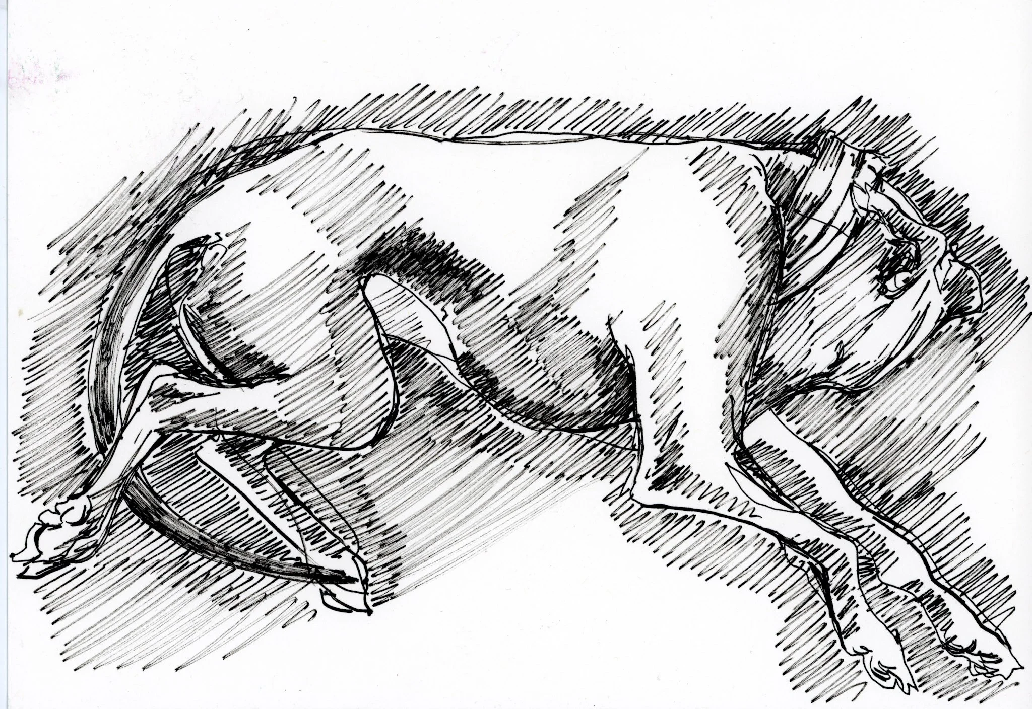  "Sleeping Hound"   Ink on paper  A4 