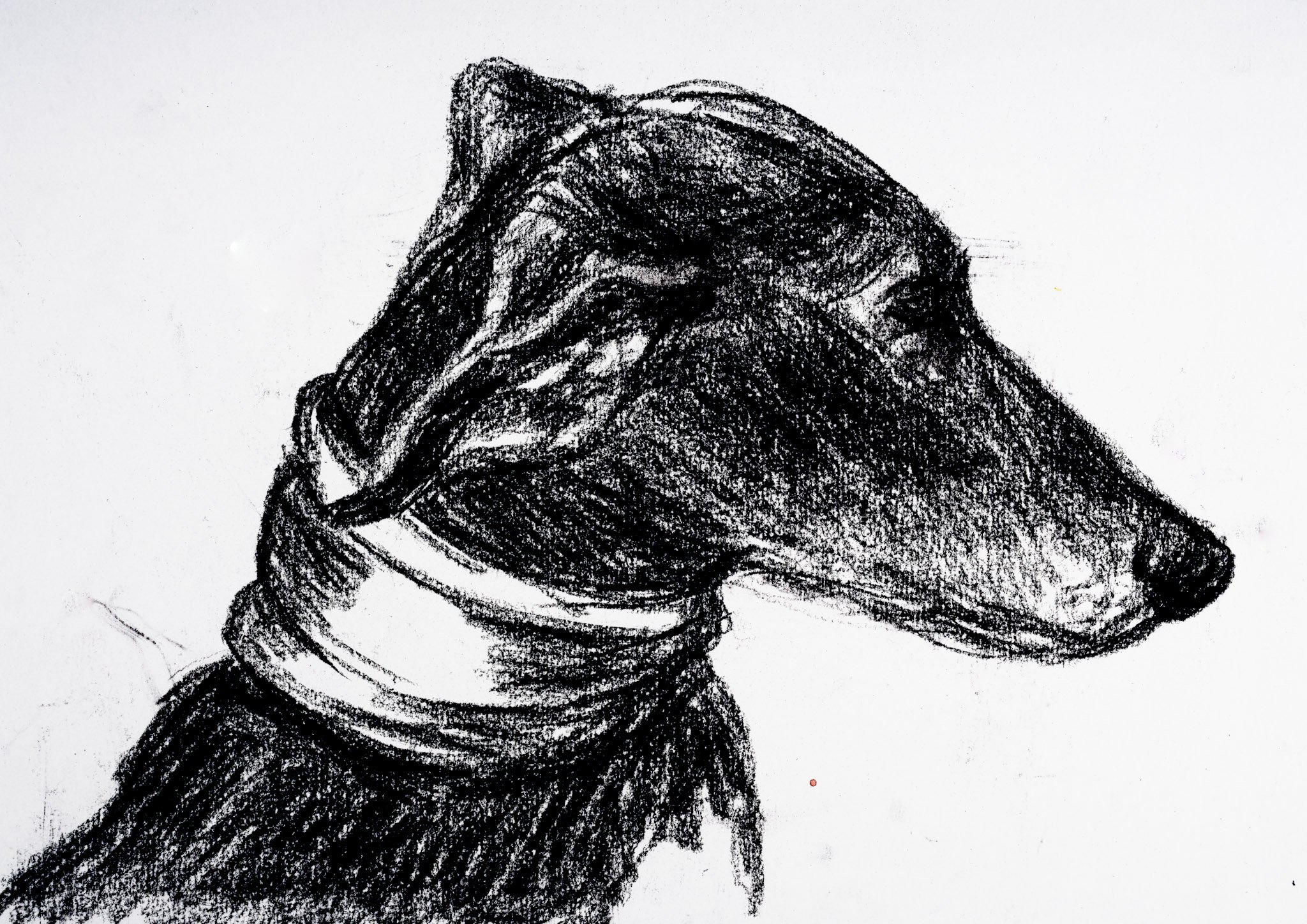  "Longdog Profile"   Charcoal on paper  A3  
SOLD