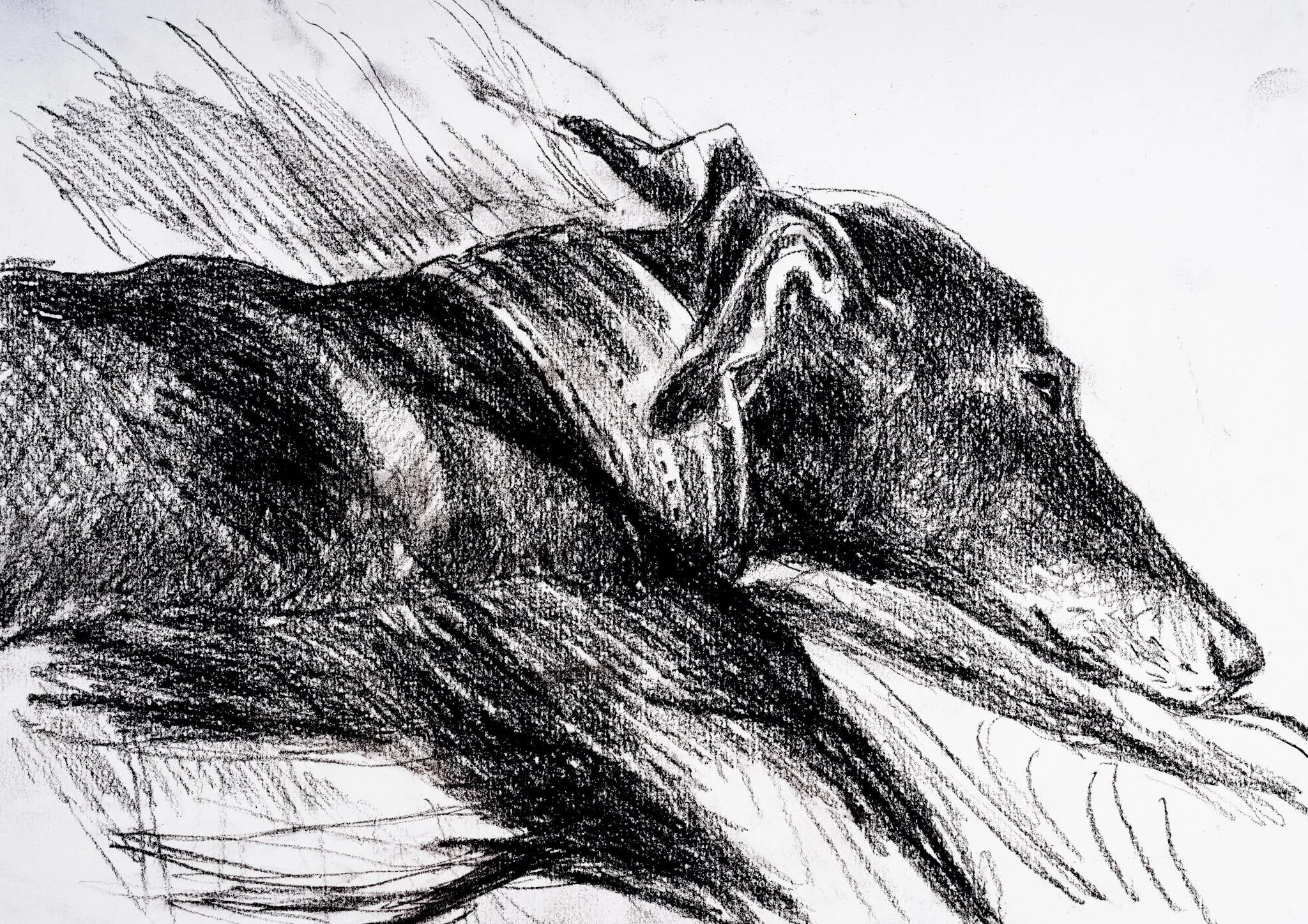  "Afternoon Nap"   Charcoal on paper  A3 