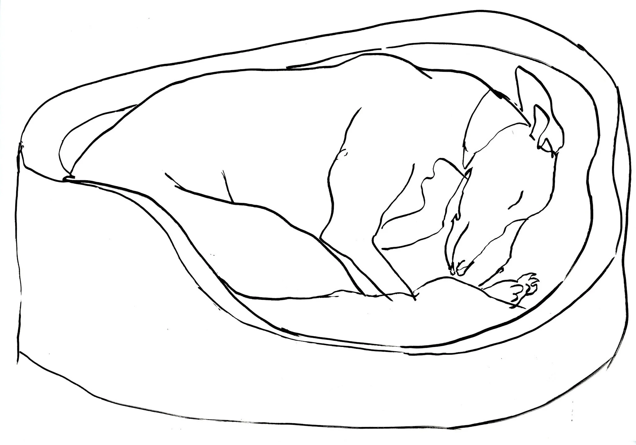 Line drawing of a sleeping dog curled up on a pillow.