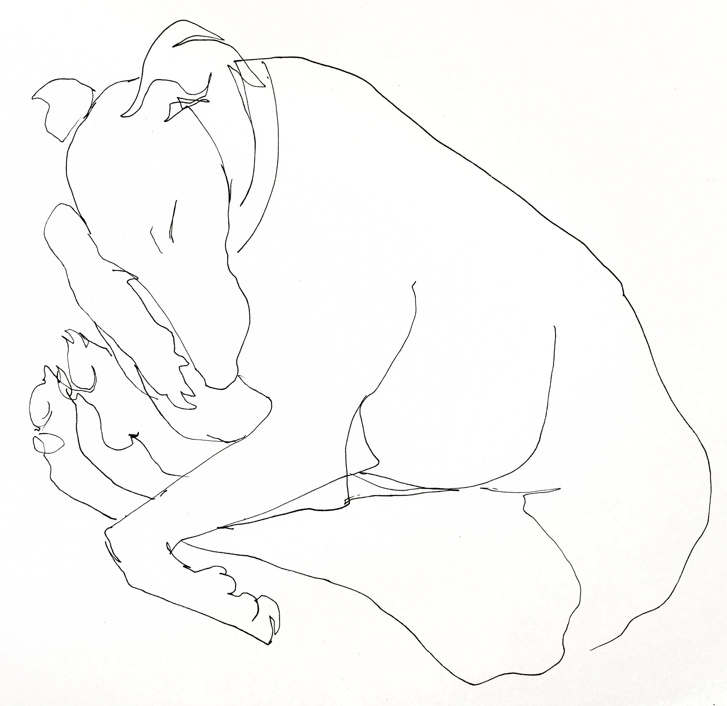Line drawing of longdog curled up with one paw under its head