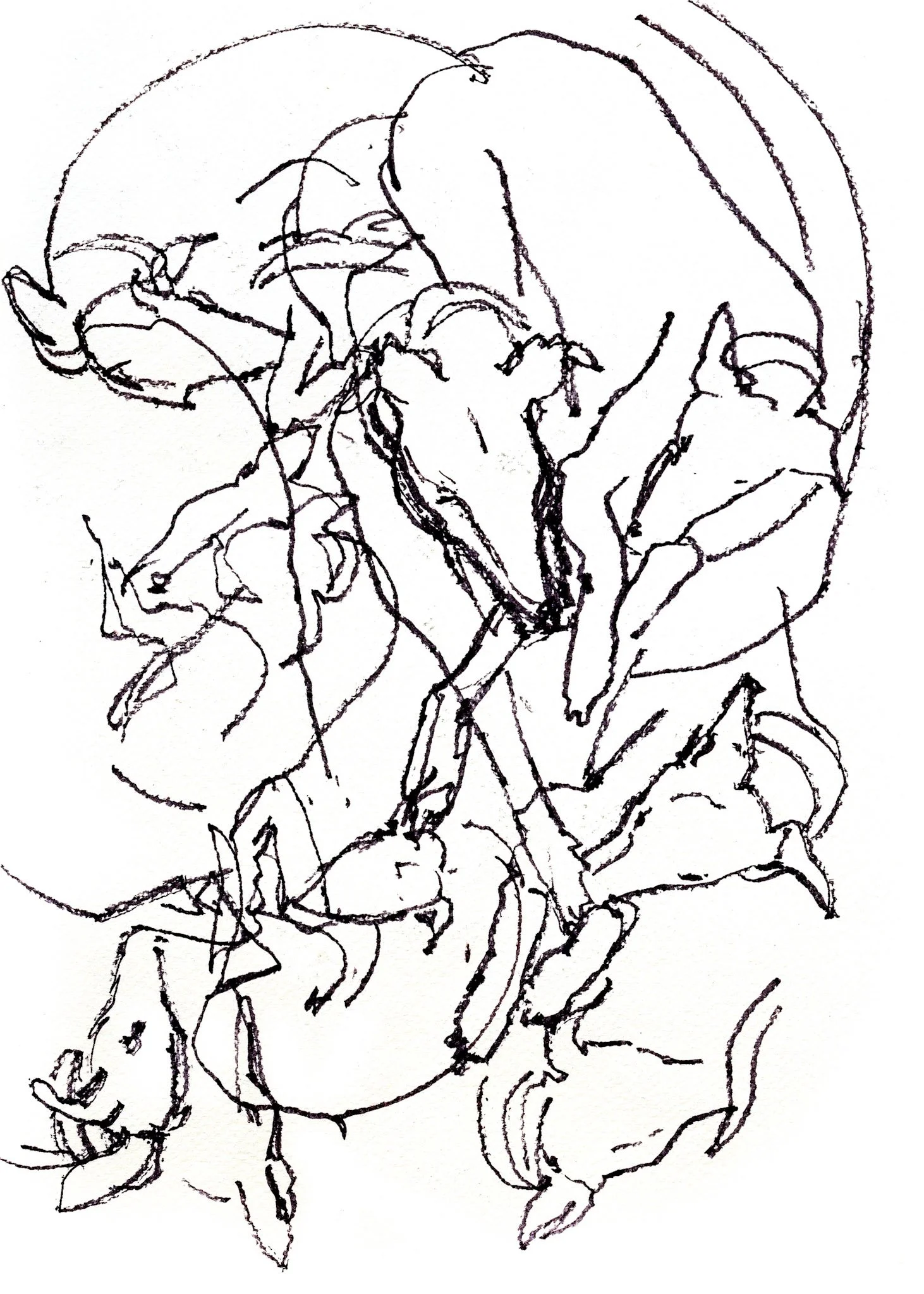  "Quick Poses"   Ink on paper  A3 SOLD
