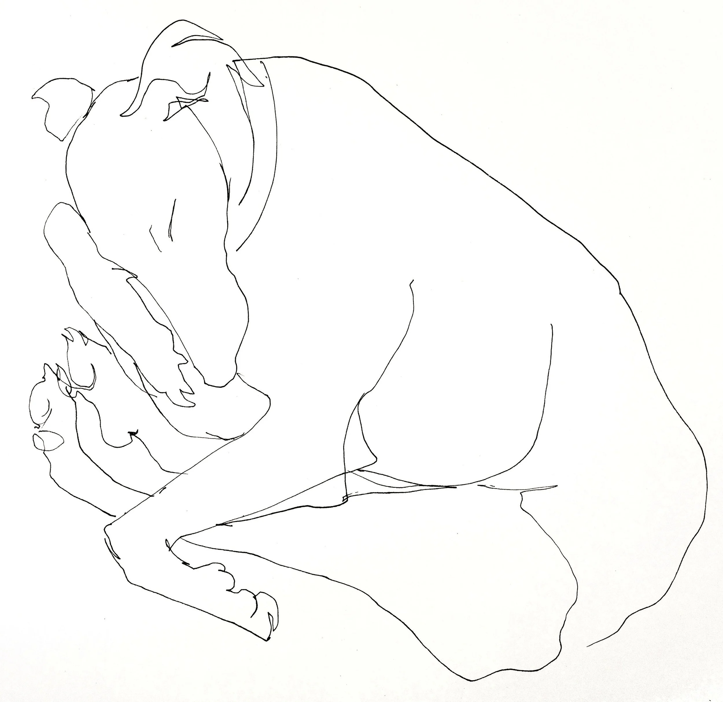 Cosy Hound