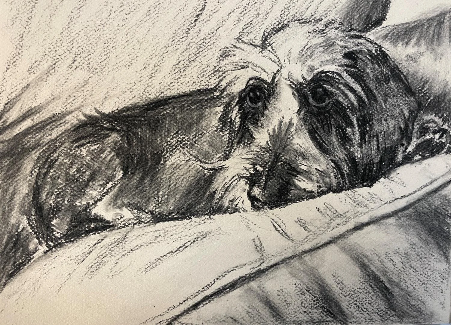 Wire-haired dachsund commission, charcoal on paper