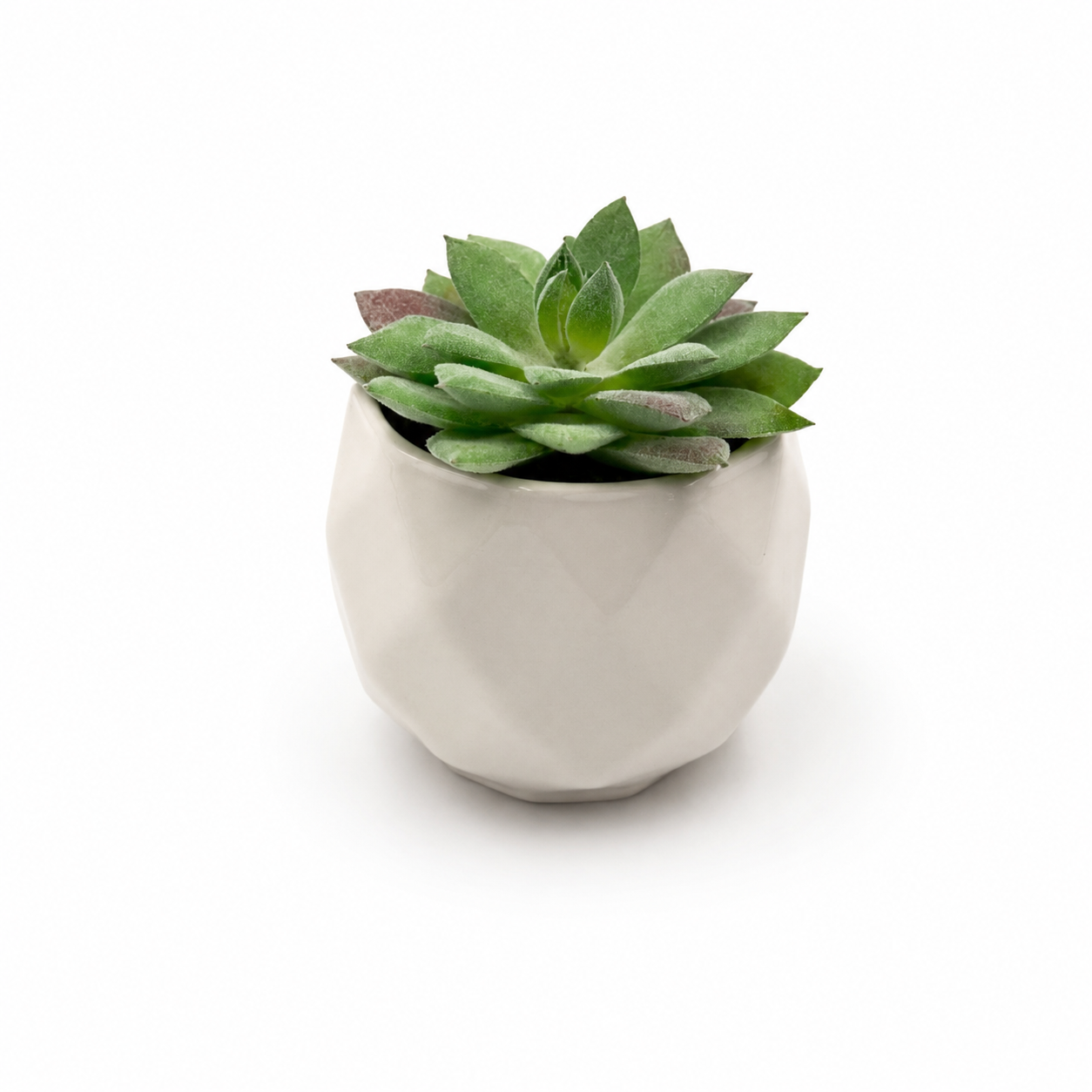 Green succulent plant in white ceramic pot included in Cozy Hot Chocolate Delight Gift Box