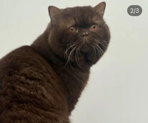 Close-up of a chocolate British Shorthair cat with copper eyes, looking sideways.