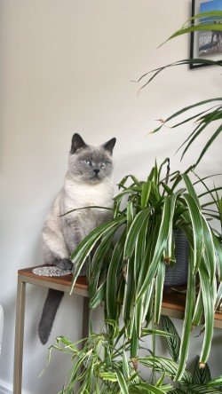 A blue colourpoint British Shorthair cat sitting on a wooden shelf next to green houseplants in an indoor setting.