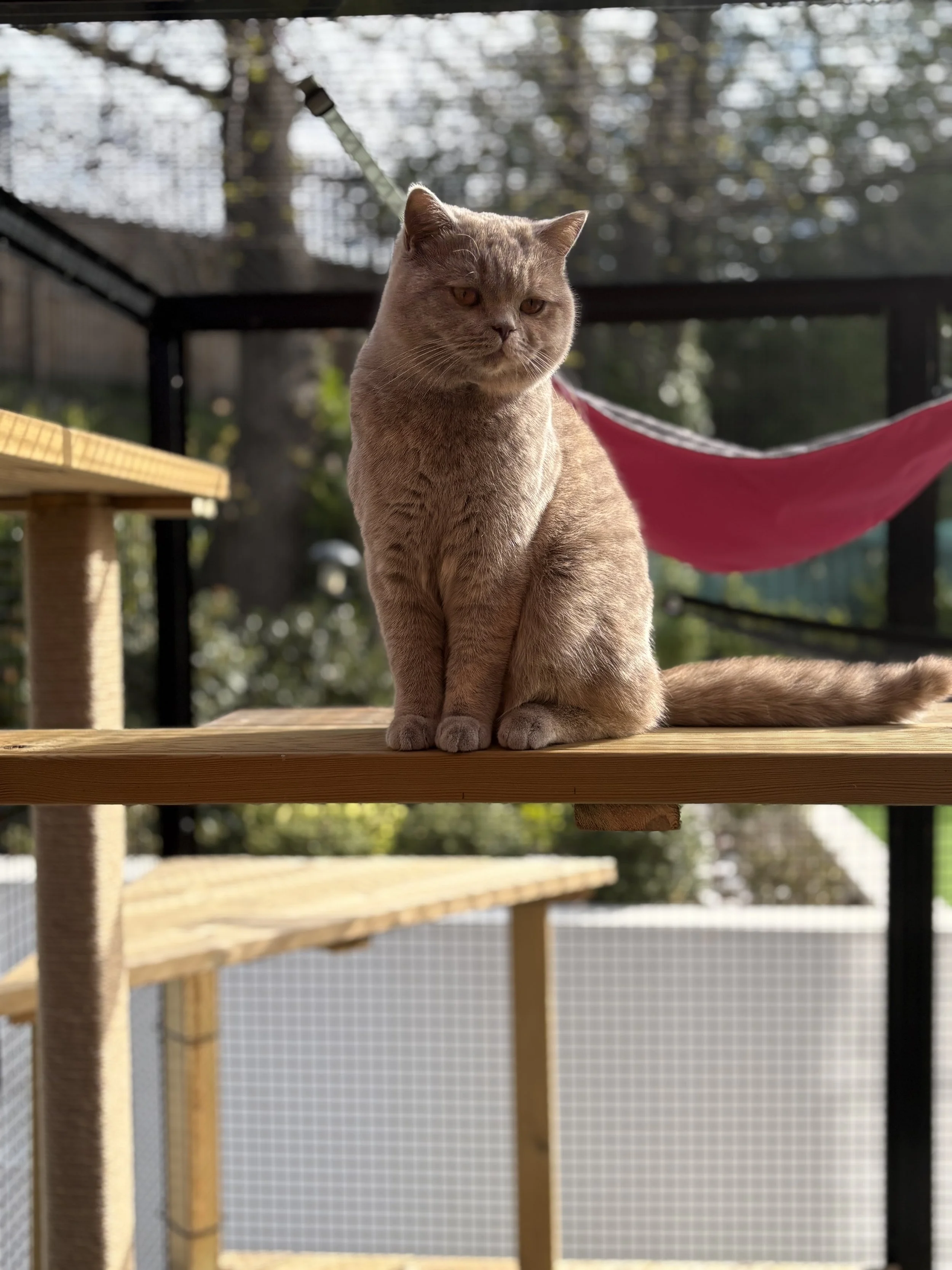 A British Shorthair lilac tortie cat sitting on a wooden platform in our TeddyGems catio.
