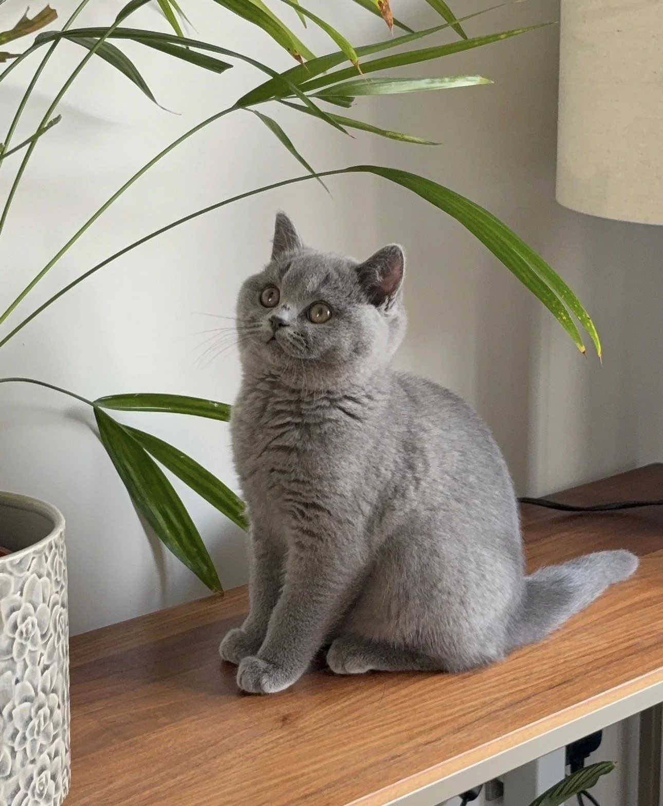 A British Shorthair blue kitten sitting on a wooden table next to a potted plant with long green leaves and a white textured pot, against a neutral wall background.