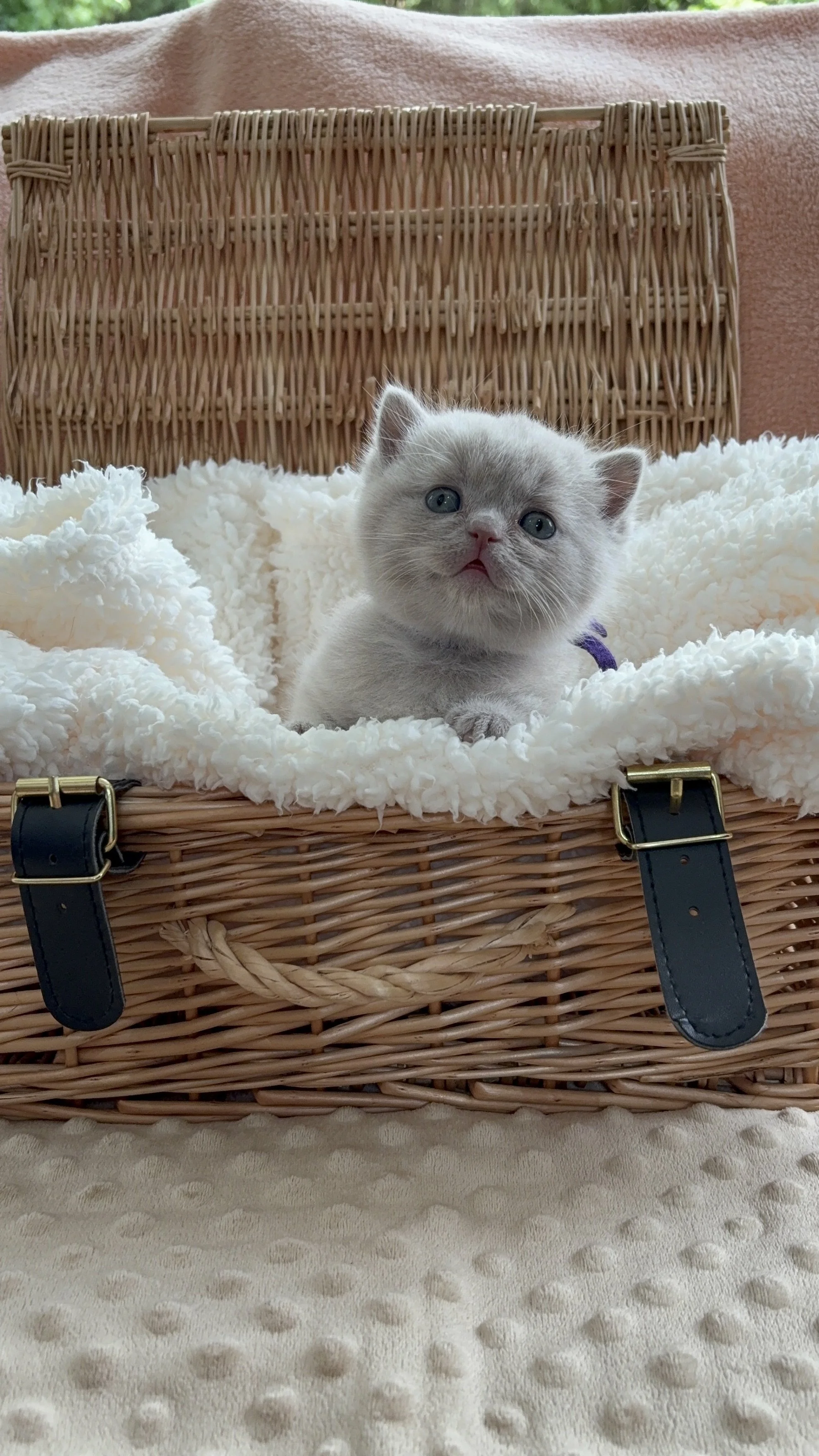 British Shorthair Lilac Kitten