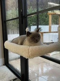 A blue colourpoint British Shorthair cat lying on a beige cat tree platform near a sliding glass door with a screened window.