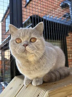 A British Shorthair lilac tortie cat  with copper eyes sitting on a wooden surface in our TeddyGems catio..