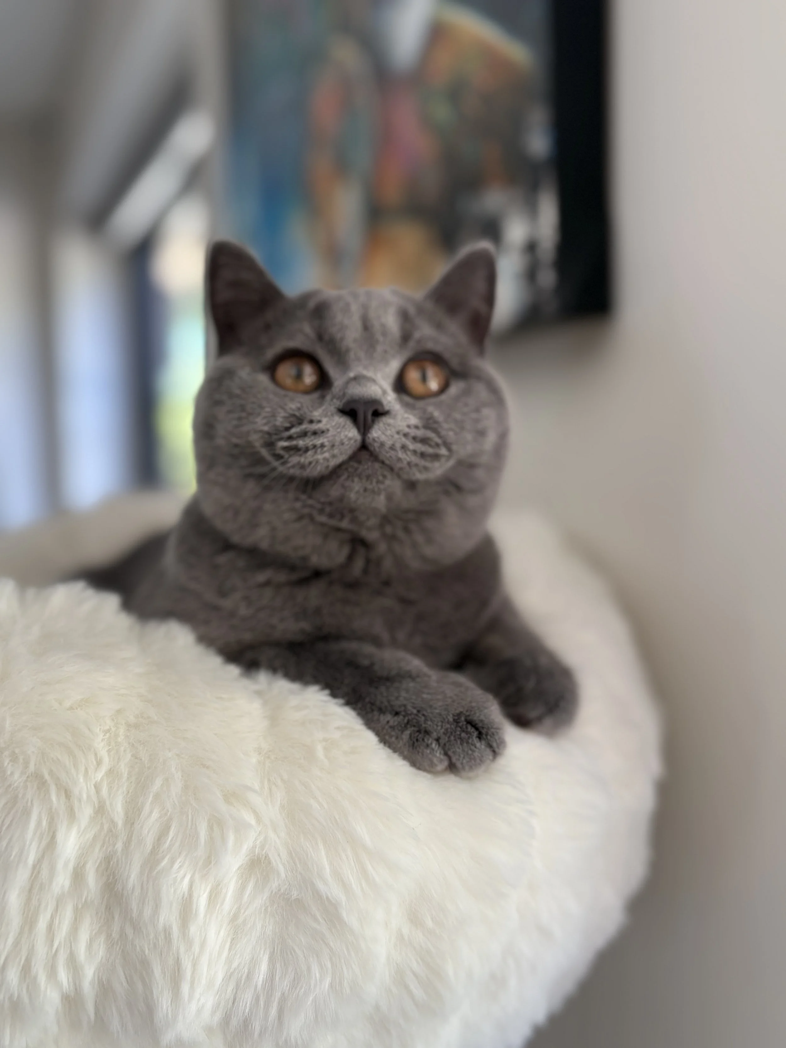 A British Shorthair blue kitten with orange eyes lying on a Scruffs Cat Tree with a blurred background of colorful objects and a black frame.