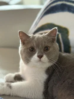 A lilac bi-colour British Shorthair lying on a couch with a colorful pillow in the background.