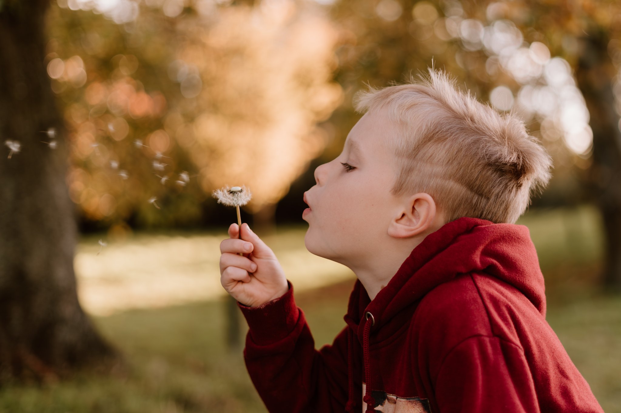 A young boy with blonde hair wearing a red hoodie blowing on a dandelion in a park during autumn.