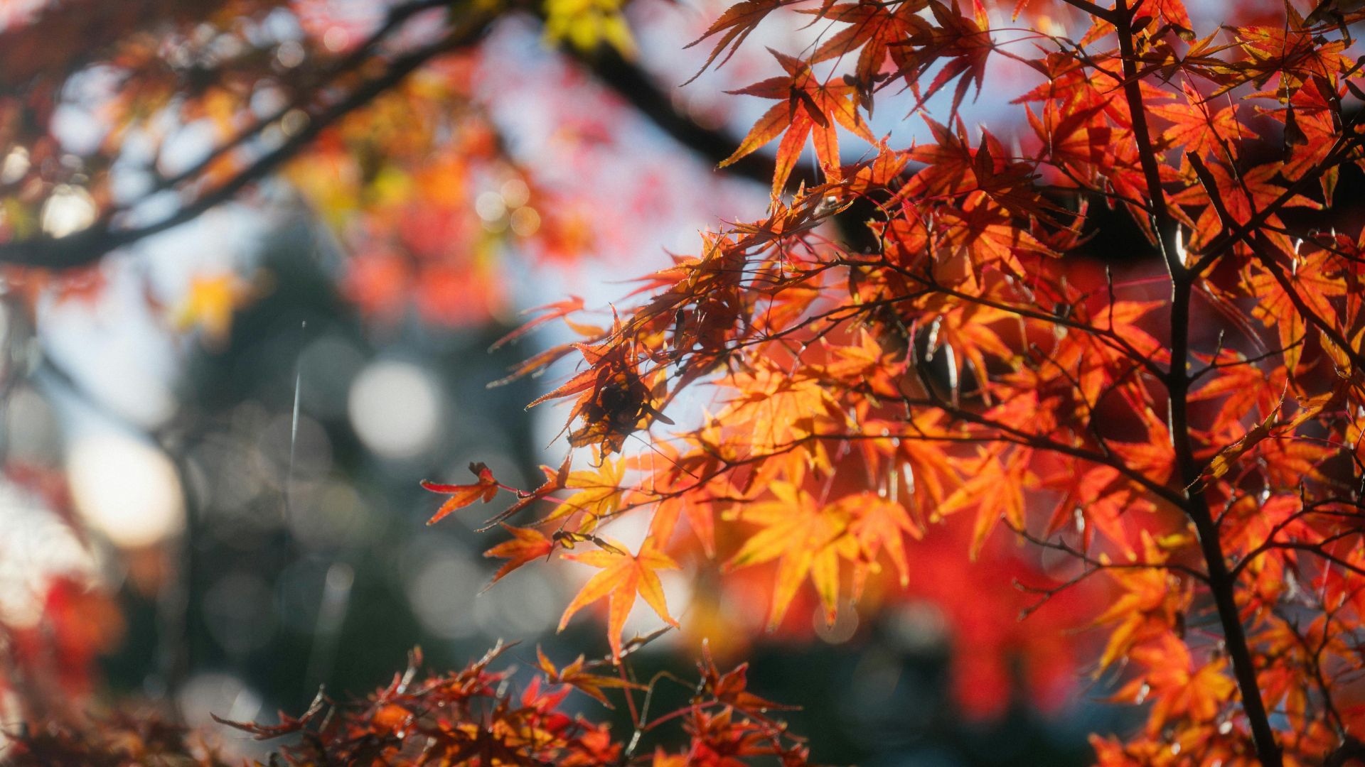 Bunte Ahornblätter in Orange und Rot, im Gegenlicht fotografiert, mit unscharfem Hintergrund und Scheinwerfern