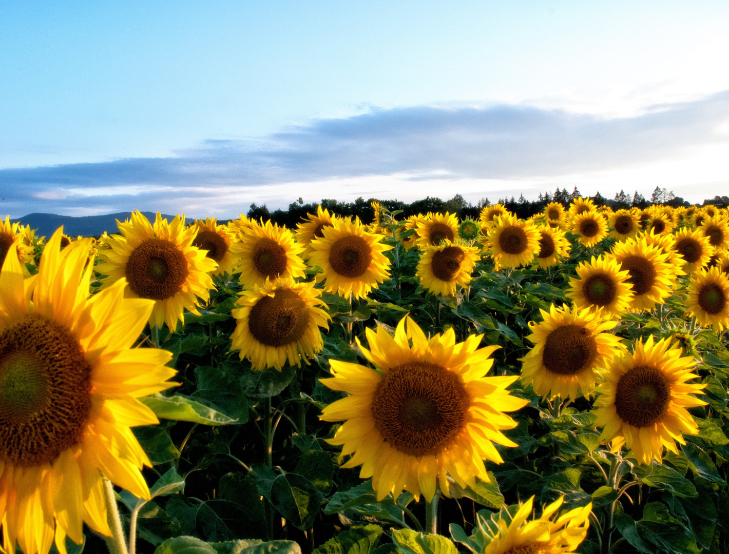 Feld voller Sonnenblumen bei Sonnenuntergang mit blauem Himmel im Hintergrund.