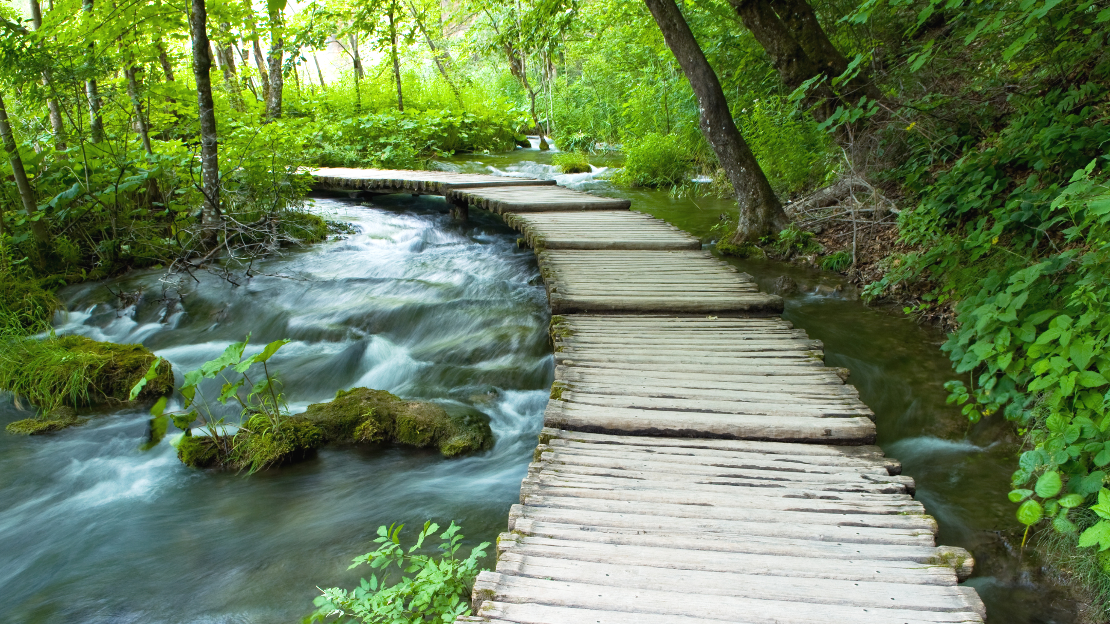 Ein schmaler Holzsteg führt über einen Fluss oder Bach in einem grünen Wald. Die Bäume und das Wasser sind hellgrün, die Szenerie wirkt friedlich und naturbelassen.