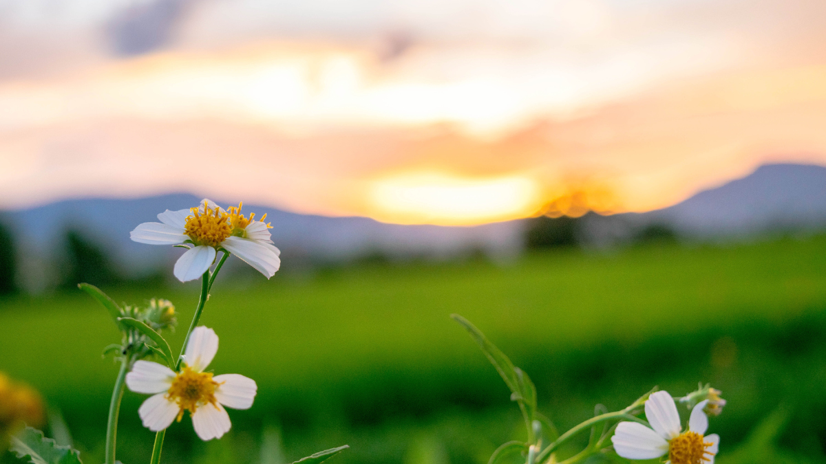 Bunte Blumen im Vordergrund mit Sonnenuntergang und Bergen im Hintergrund.