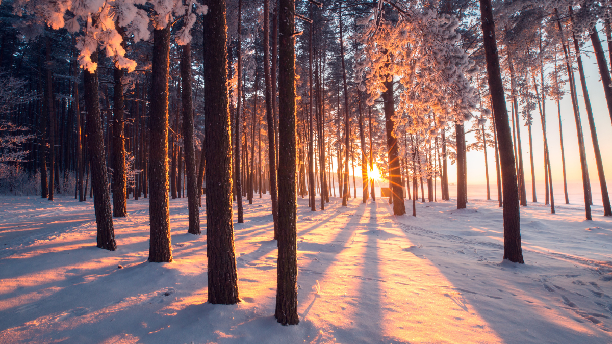 Sonnenaufgang in einem verschneiten Wald mit langen Schatten der Bäume auf dem Schnee.