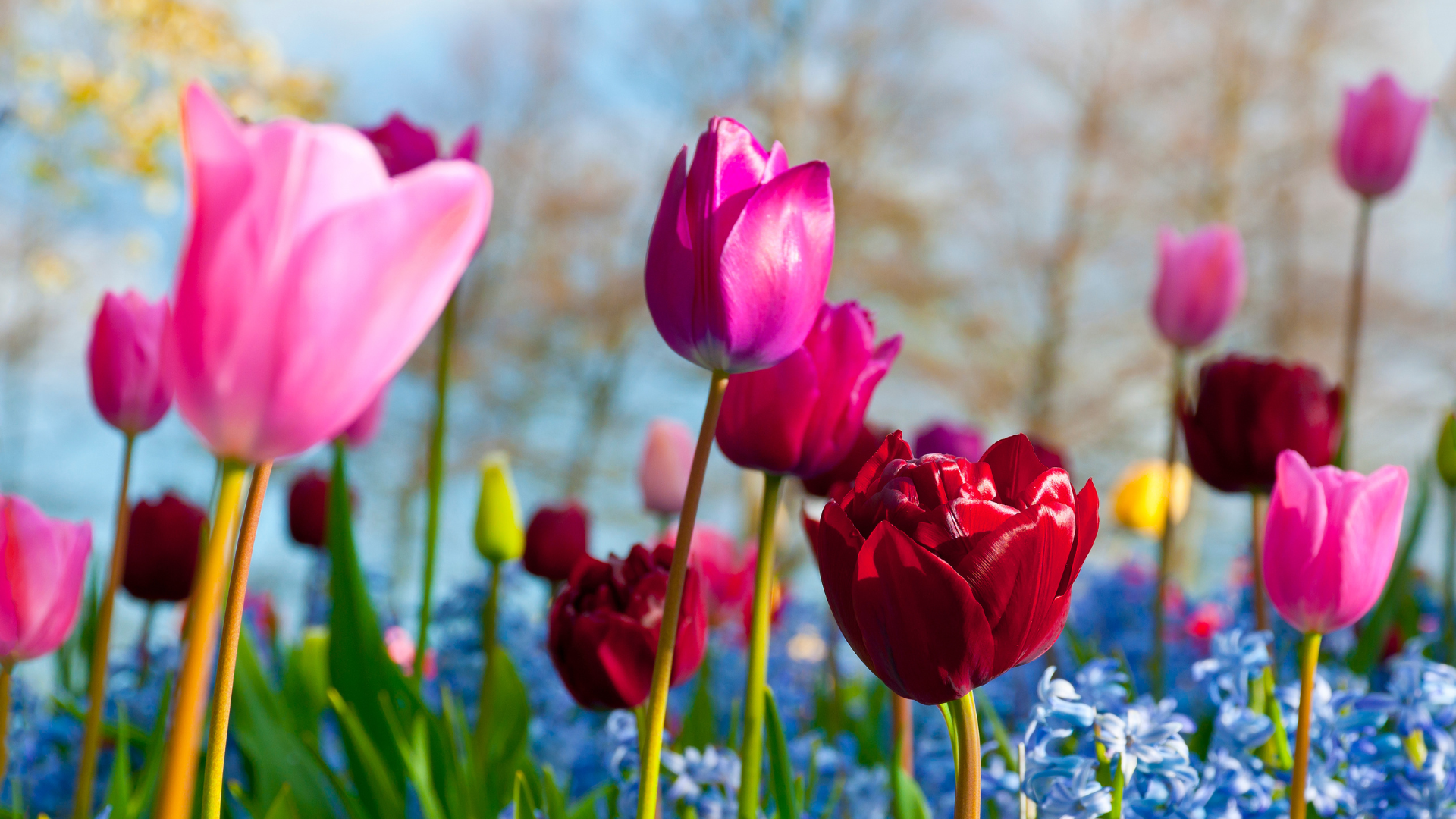 Bunte Tulpen in einem Blumenbeet im Frühling bei Sonnenschein, im Hintergrund sind unscharfe Bäume und blauer Himmel sichtbar.