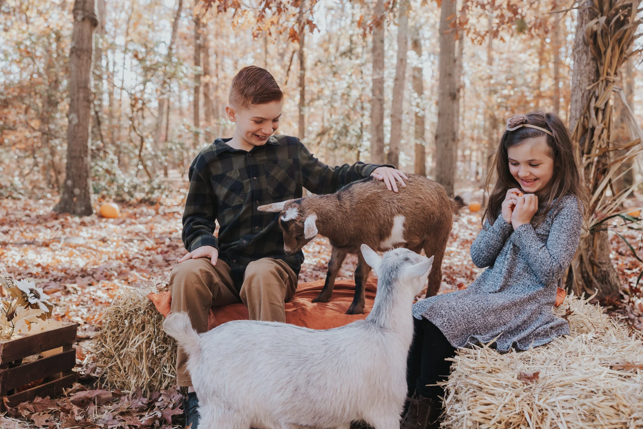 South Jersey Fall Farm Mini Sessions