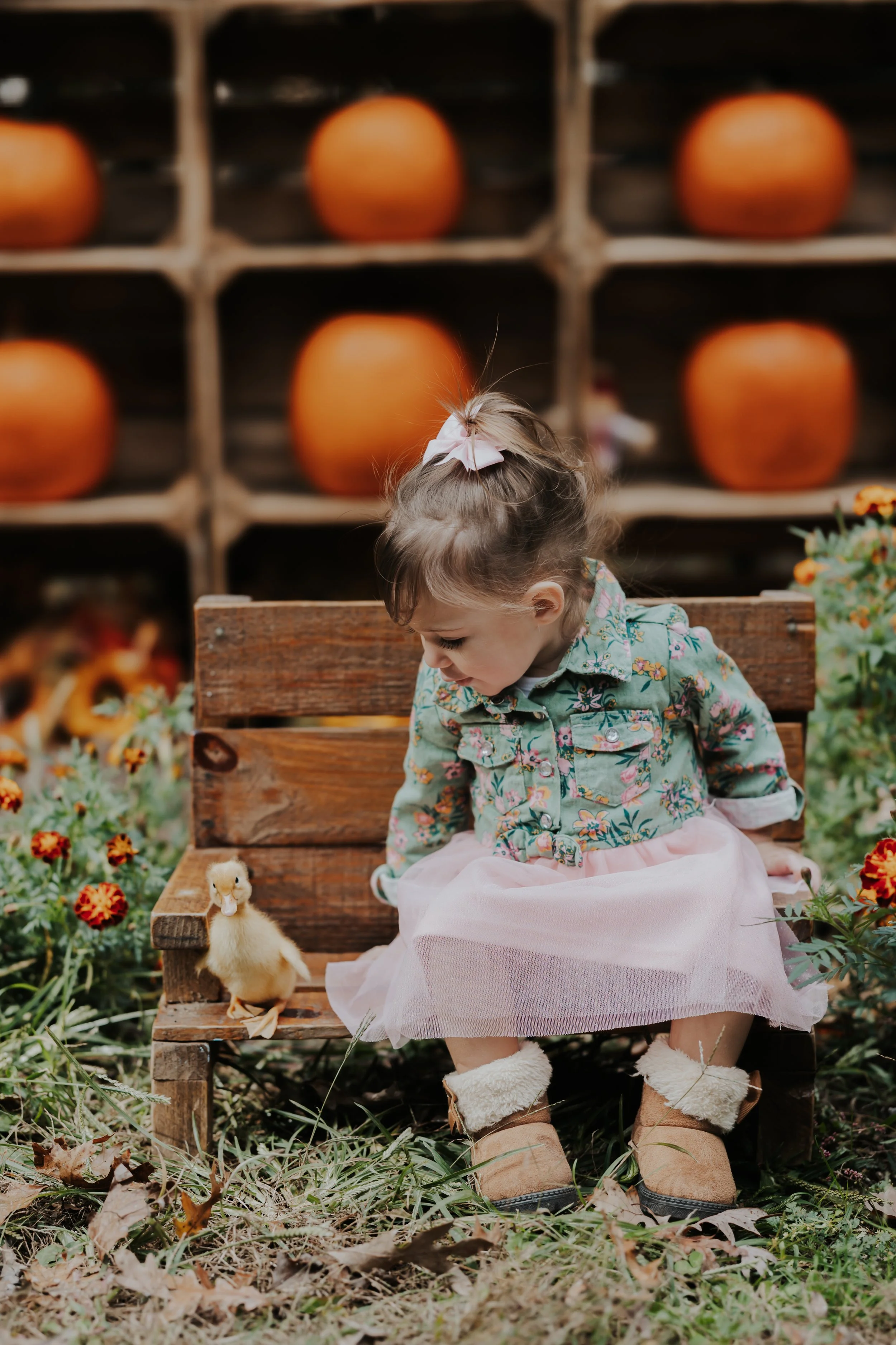 Fall Mini Sessions